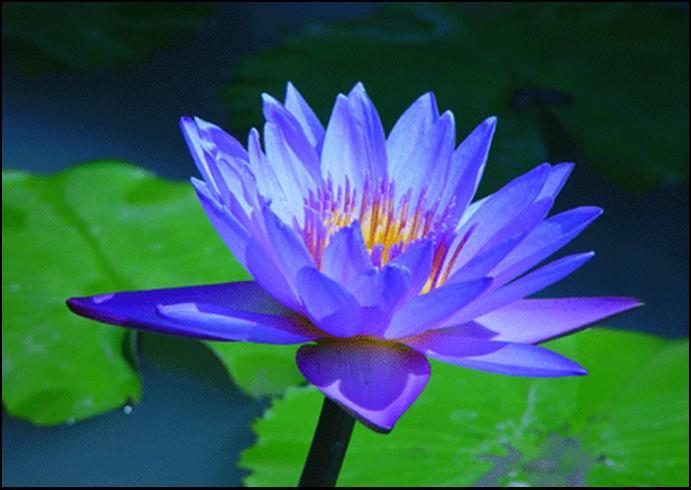 Blue Lotus Abs Pure & Natural Nymphaea caerulea.Uncut or diluted.5-10% off!