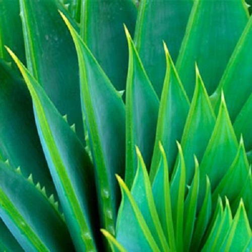 Aloe Vera Gel Pure Organic THE ONLY After-Microdermabrasion Moisturizer Lotion