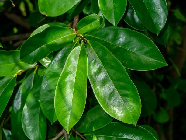 Soursop Leaves Dried Natural Graviola Herbal Organic Tea Premium Whole Leaves+++