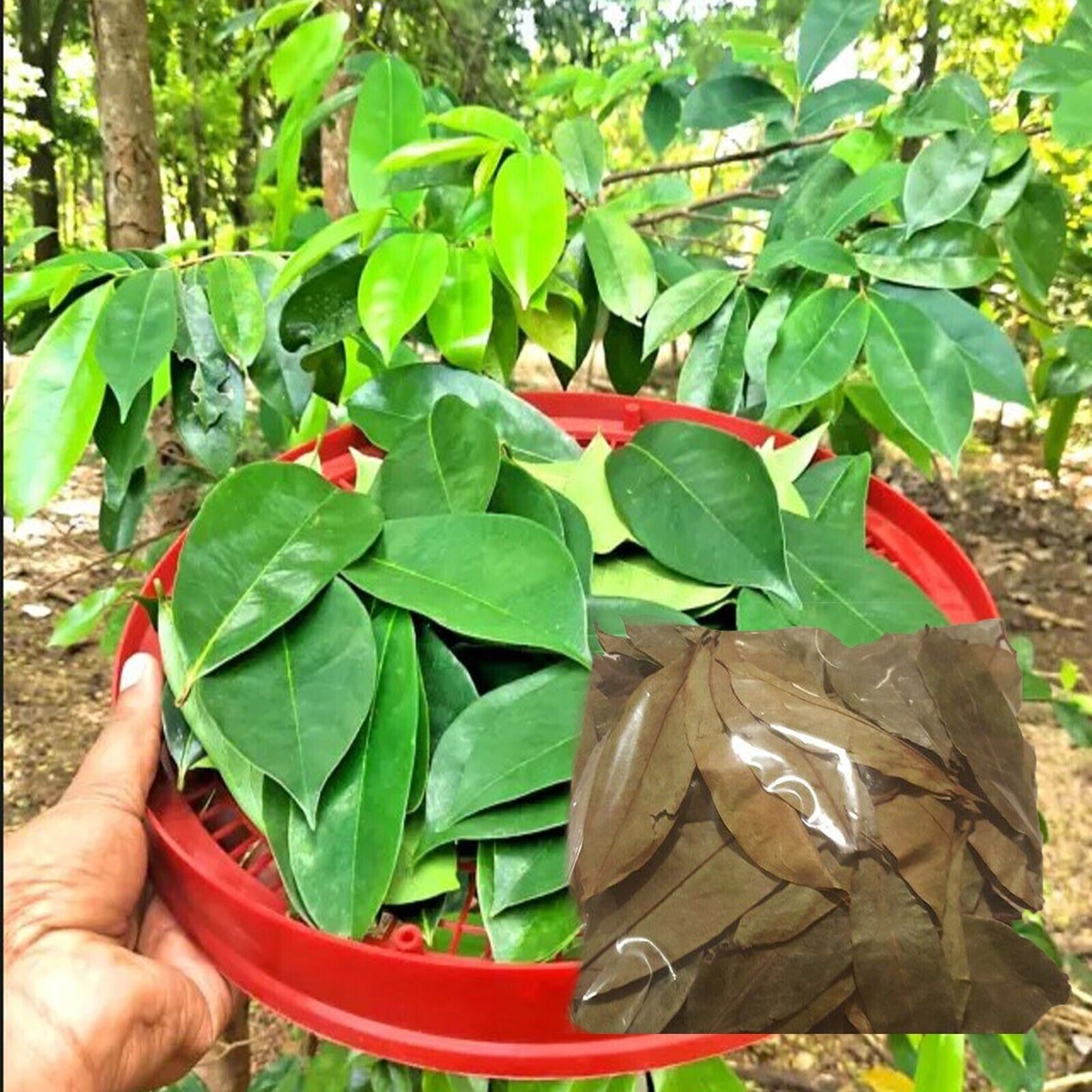 SOURSOP/GUANABANA LEAVES FOR TEA: FRESH PICK & READY TO SHIP (FLORIDA)
