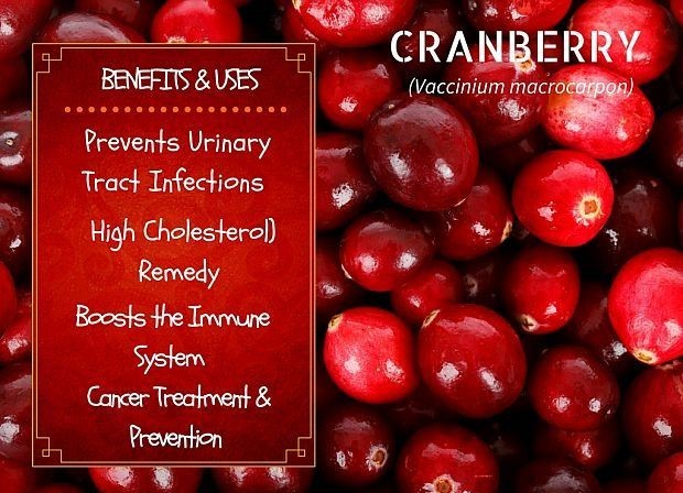 immune support – CRANBERRY CONCENTRATED EXTRACT 50:1 1B – cranberry antioxidant