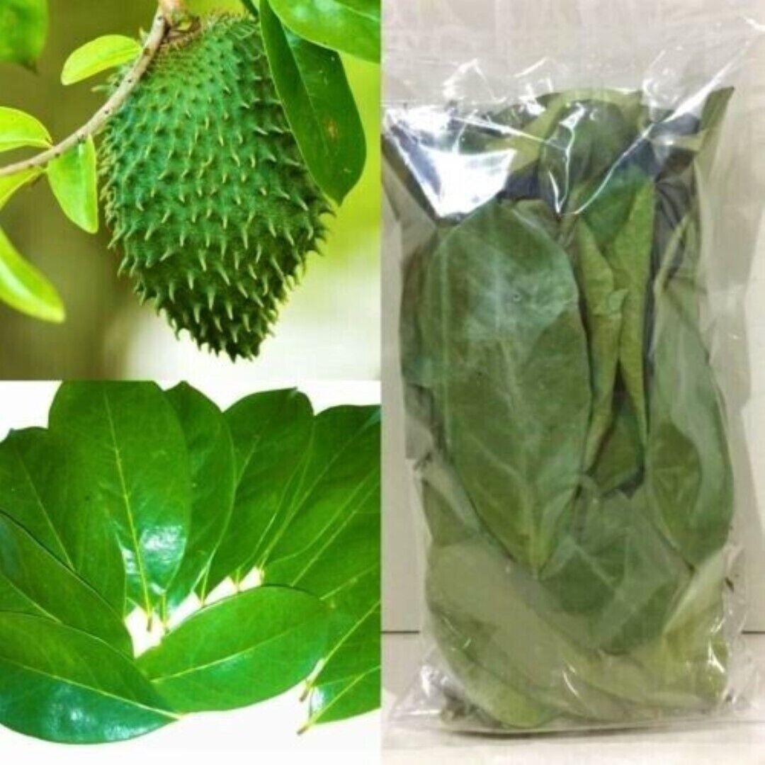 SOURSOP/GUANABANA LEAVES FOR TEA: FRESH PICK & READY TO SHIP (FLORIDA)