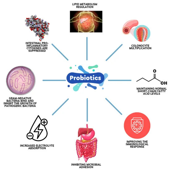 Raw Probiotics 100 Billion CFU Potency Digestive Immune Health 120 Capsules USA