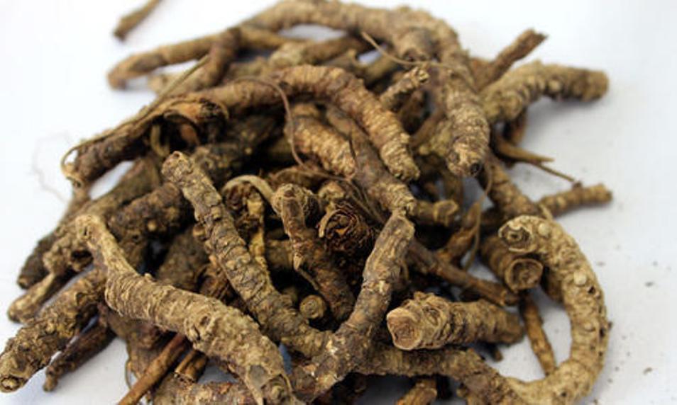 Picrorhiza Kurroa Kutki Root Ayurveda Whole FREE SHIPPING WORLDWIDE – 100 gram