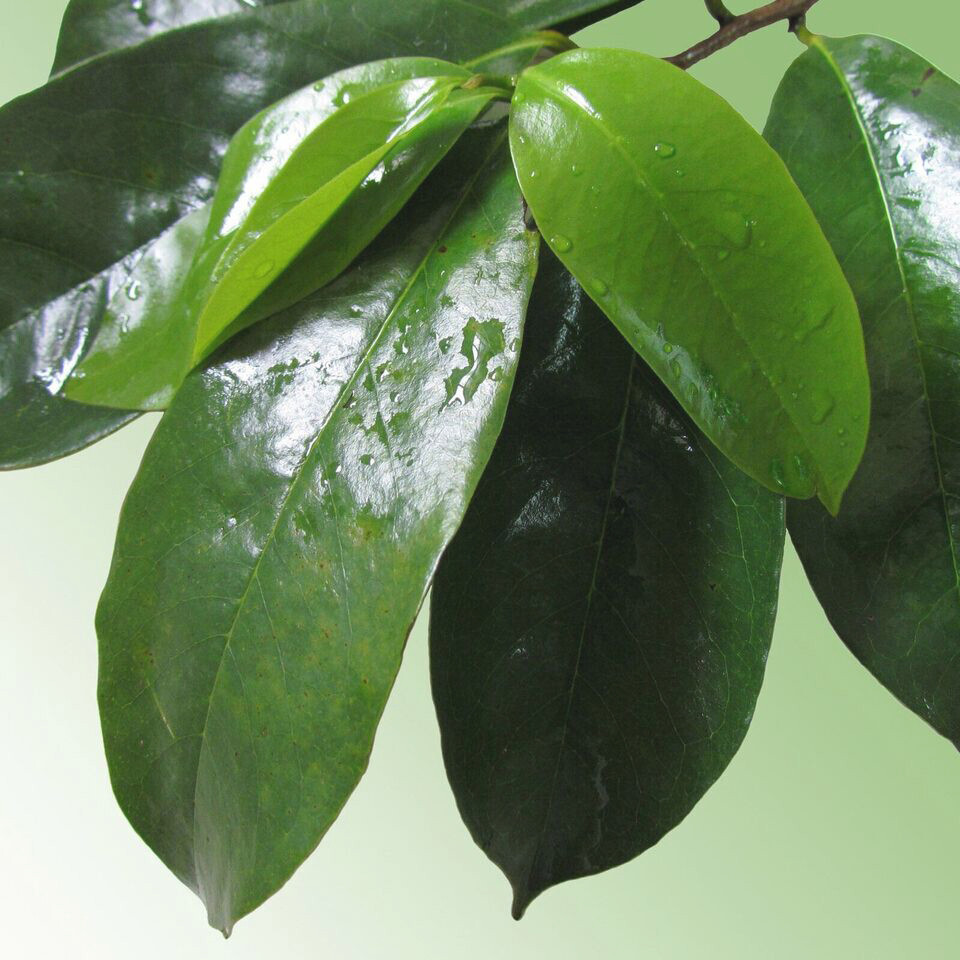250 Capsules GRAVIOLA SOURSOP Leaf Extract 5000mg Annona Muricata