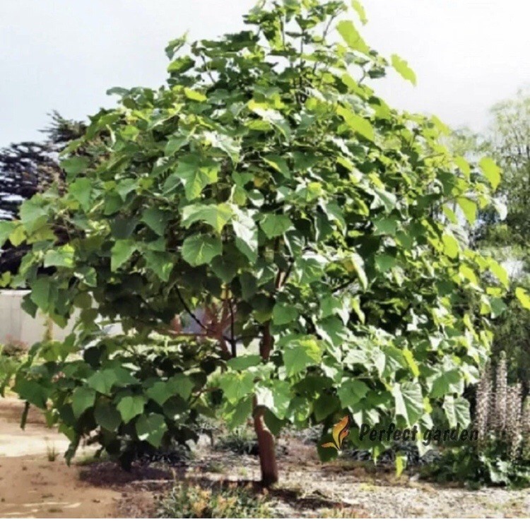 200 Seeds Paulownia Princess Tree Fastest Growing Deciduous Decorative Plants