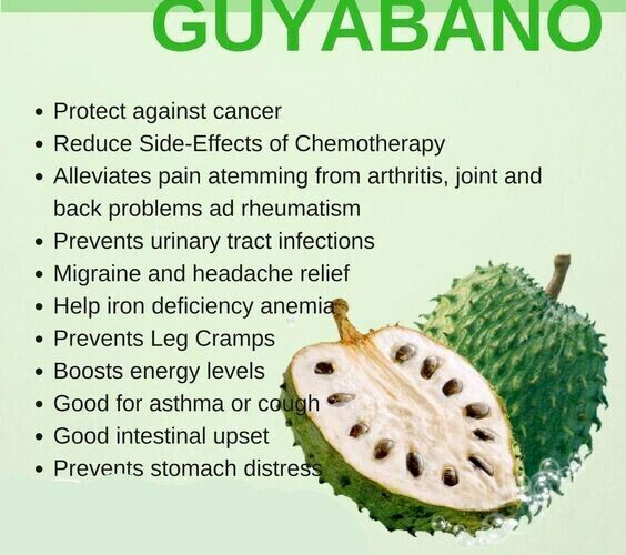 SOURSOP/GUANABANA LEAVES FOR TEA: FRESH PICK & READY TO SHIP (FLORIDA)
