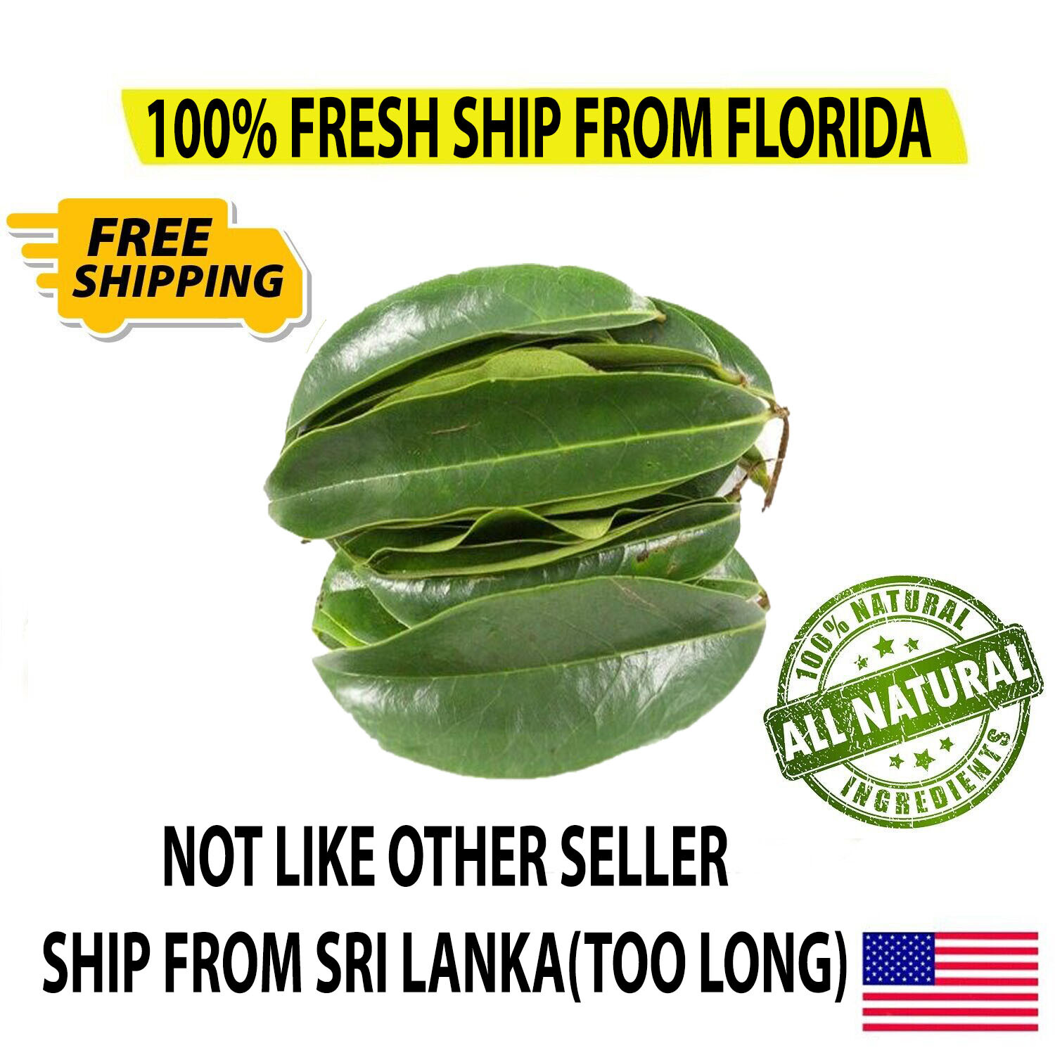 SOURSOP/GUANABANA LEAVES FOR TEA: FRESH PICK & READY TO SHIP (FLORIDA)
