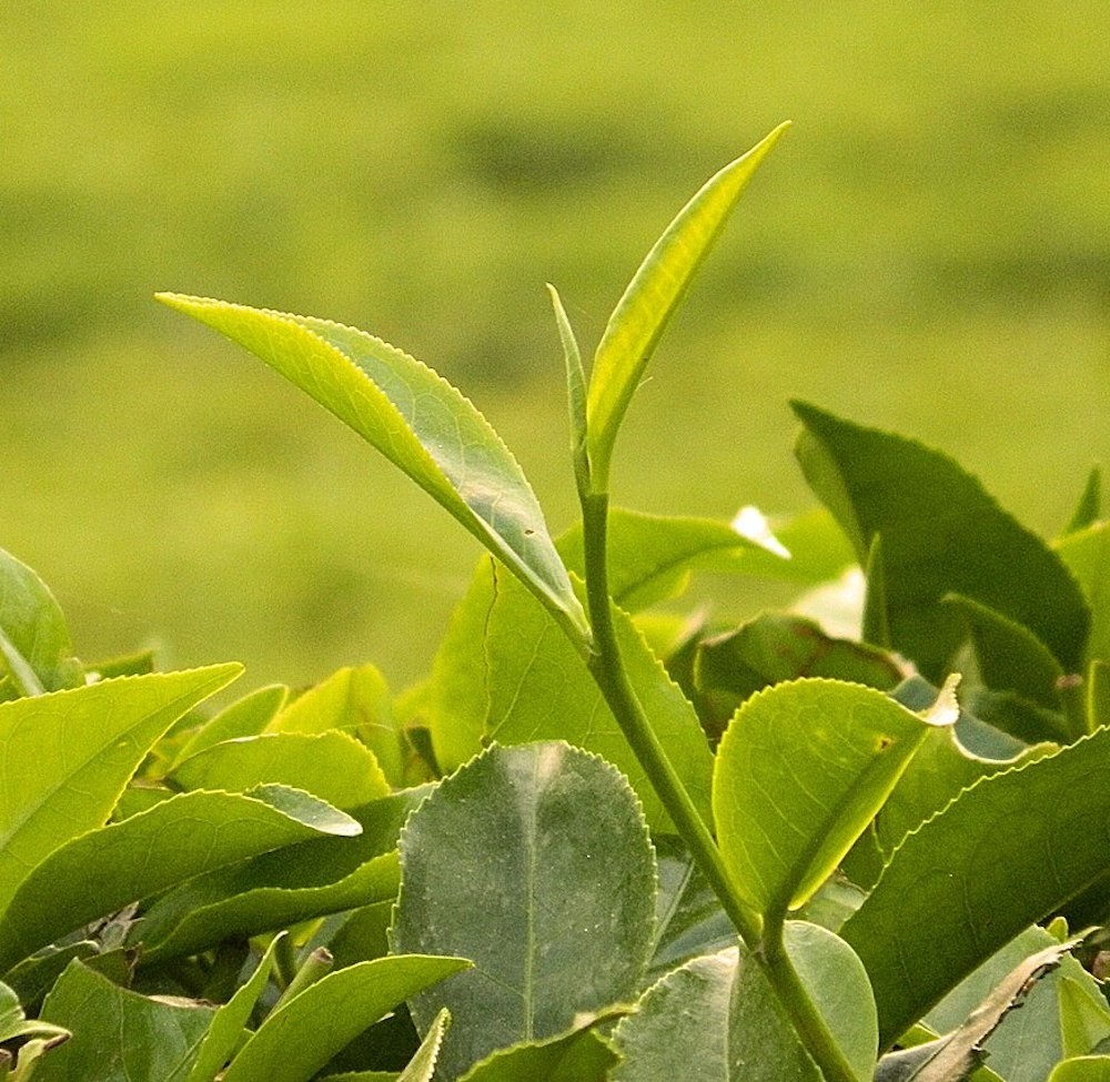 Green Tea Extract – Tincture Camellia Sinensis Energy Focus Support USA