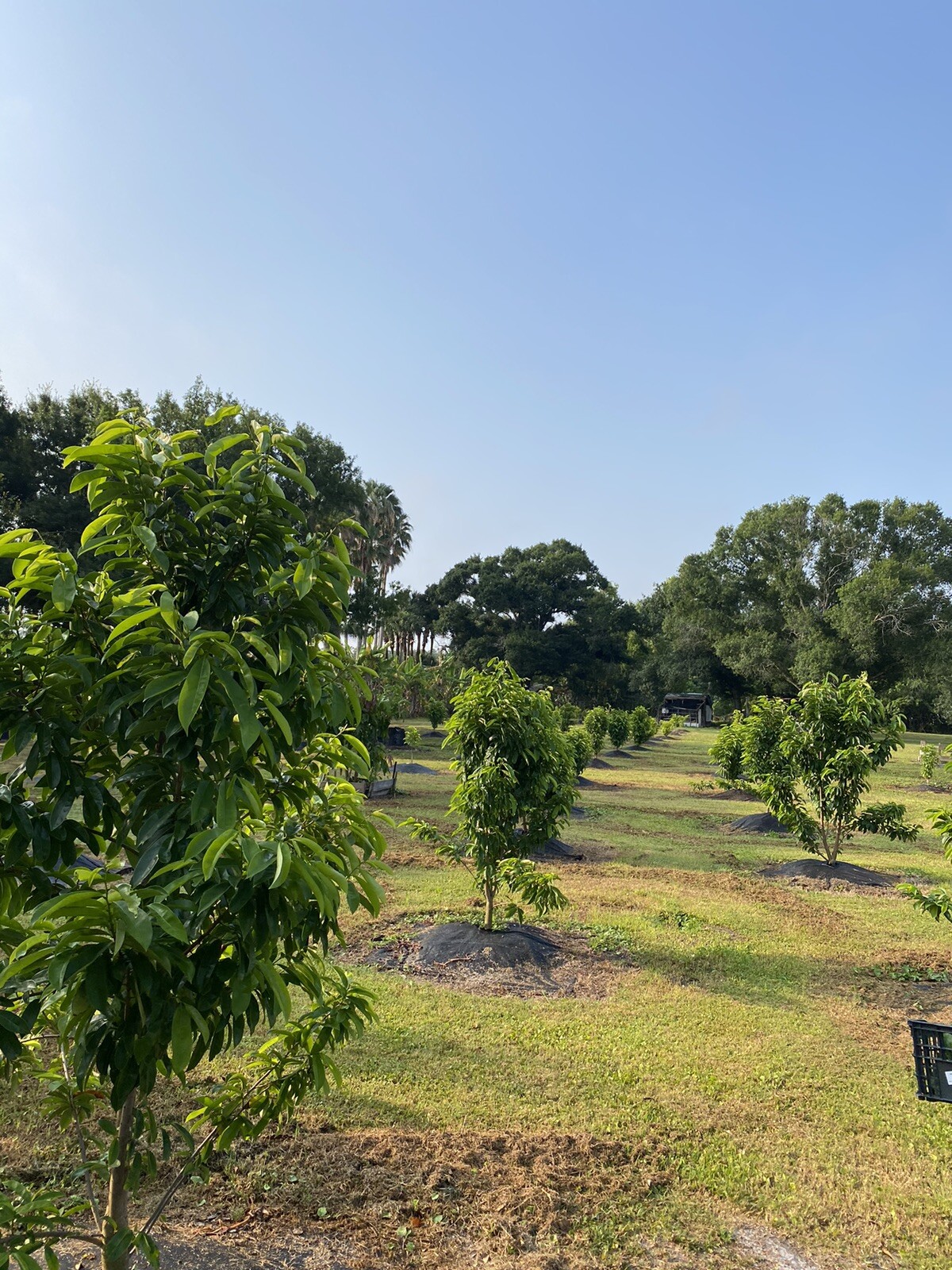 SOURSOP/GUANABANA LEAVES FOR TEA: FRESH PICK & READY TO SHIP (FLORIDA)
