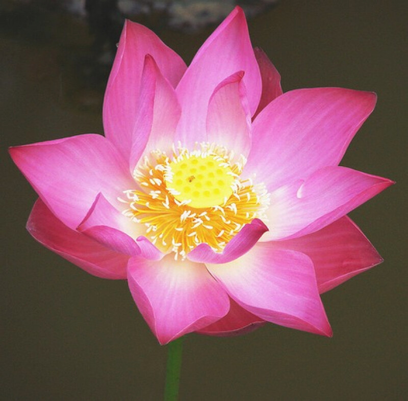 Pink Lotus Abs Essential Oil 100% Pure & Natural.Uncut or diluted.5-10% off!