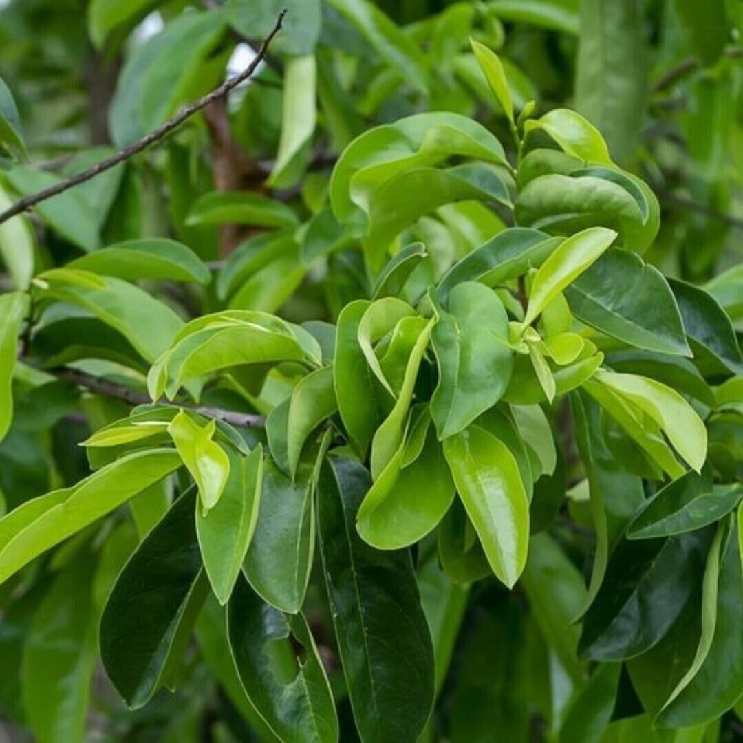 SOURSOP/GUANABANA LEAVES FOR TEA: FRESH PICK & READY TO SHIP (FLORIDA)