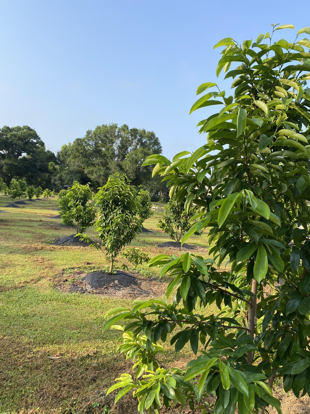 SOURSOP/GUANABANA LEAVES FOR TEA: FRESH PICK & READY TO SHIP (FLORIDA)