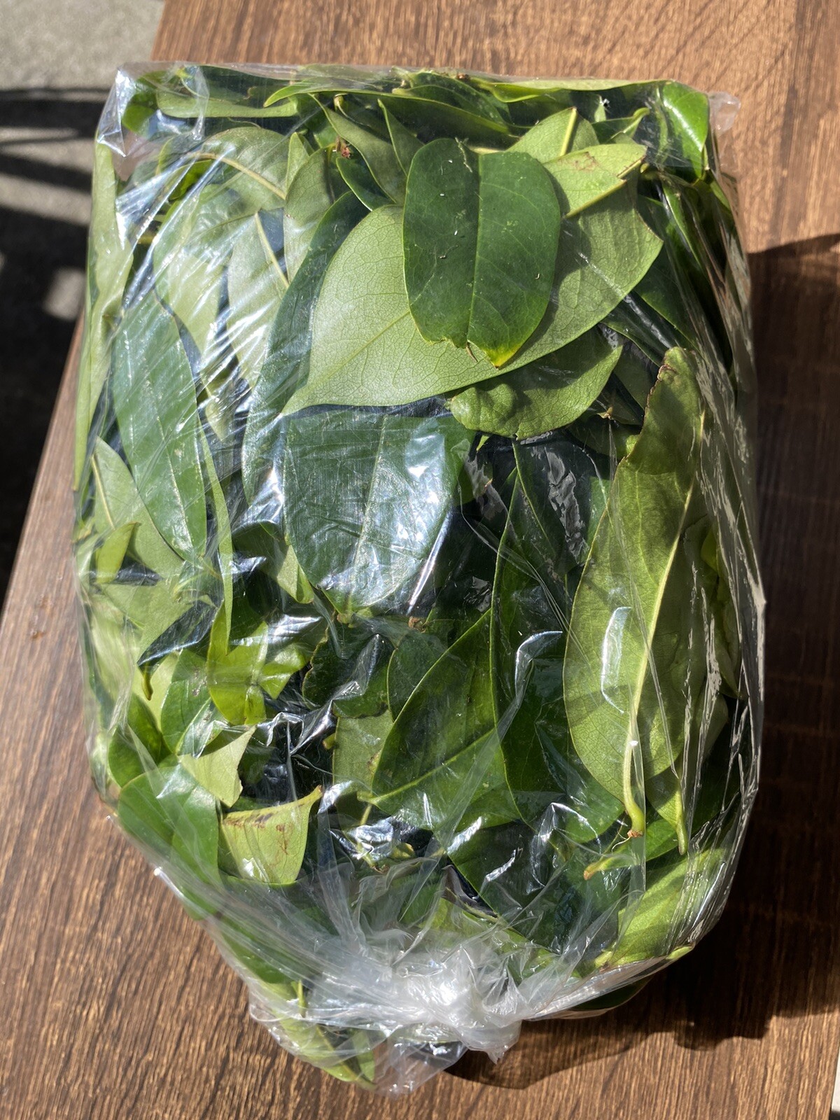 SOURSOP/GUANABANA LEAVES FOR TEA: FRESH PICK & READY TO SHIP (FLORIDA)