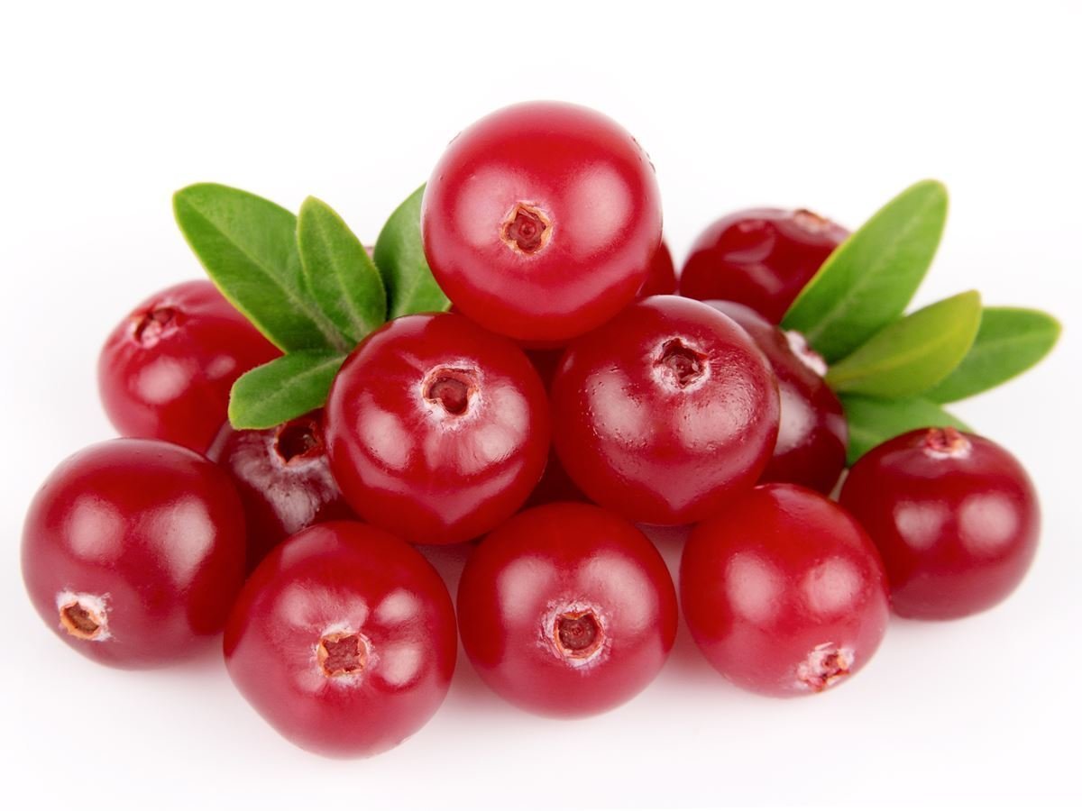 immune support – CRANBERRY CONCENTRATED EXTRACT 50:1 1B – cranberry antioxidant
